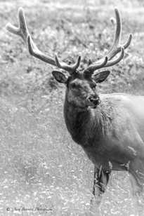 The Elk-9471 The Elk-9471